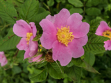 SCB_IMG1434.JPG