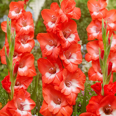 www.dutchbulbs.com