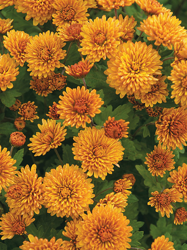 www.bluestoneperennials.com