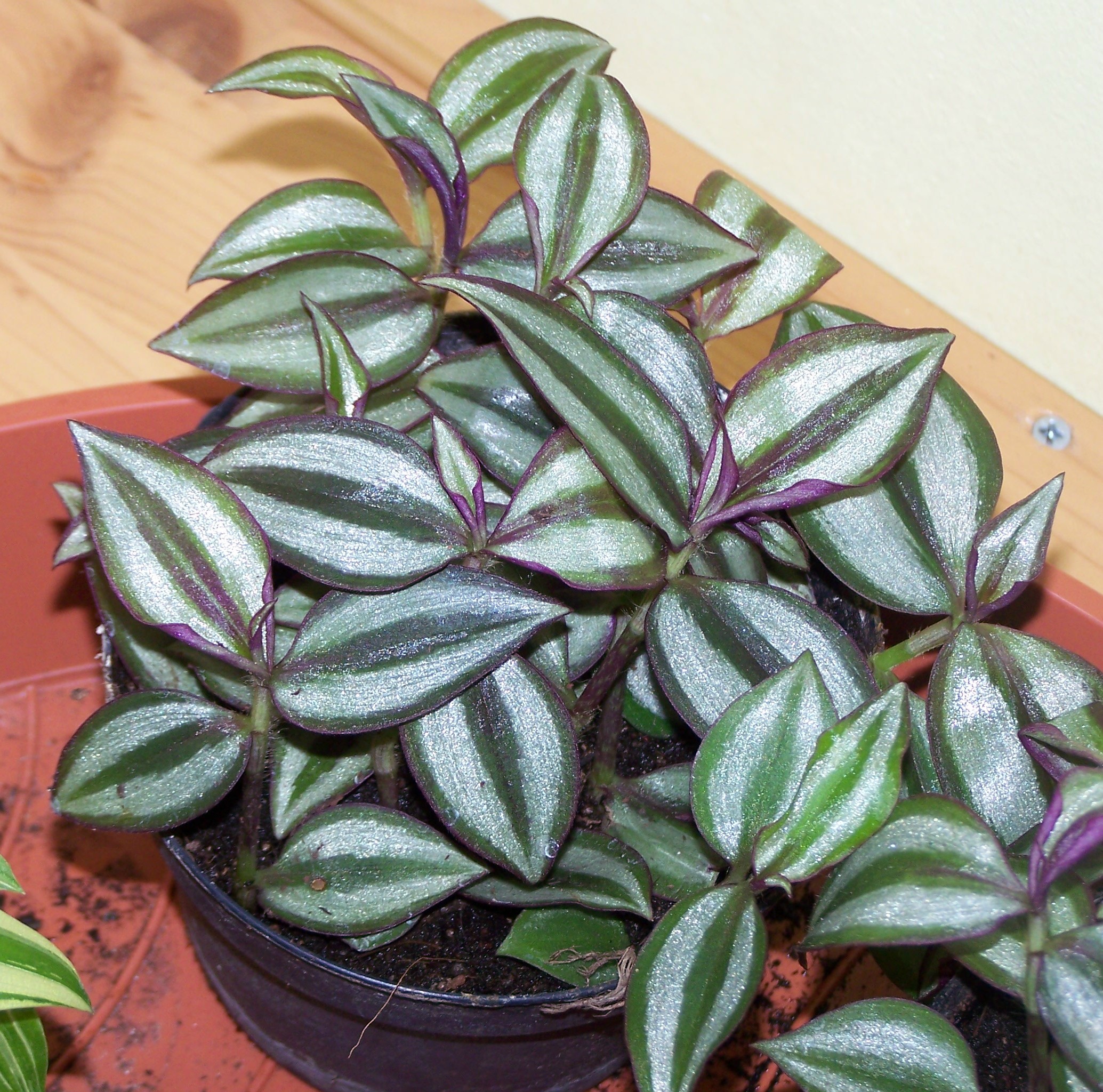 100_8983_2-tradescantia-zebrina.jpg