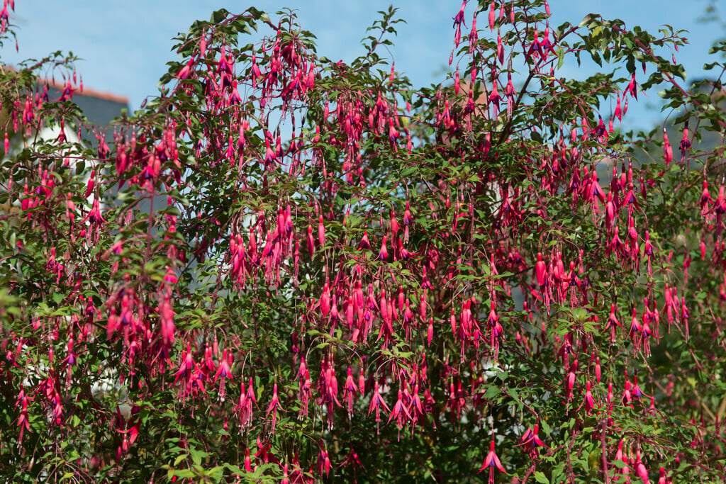 www.rhs.org.uk