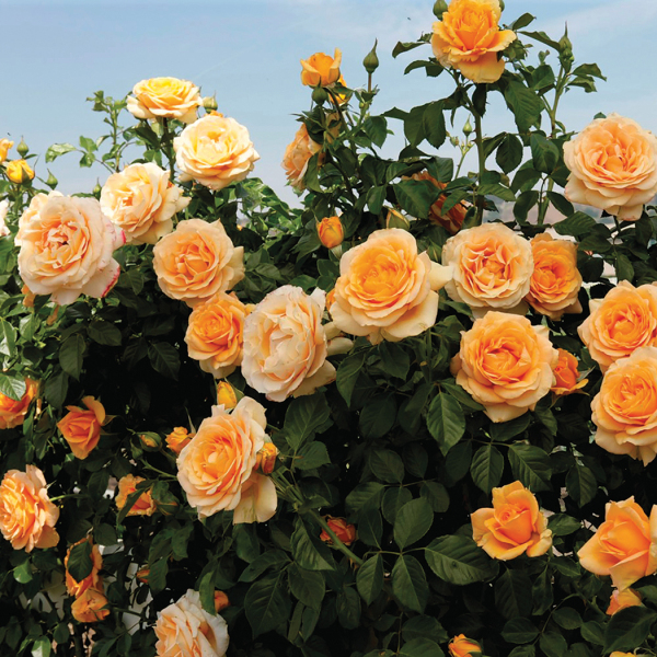 www.edmundsroses.com