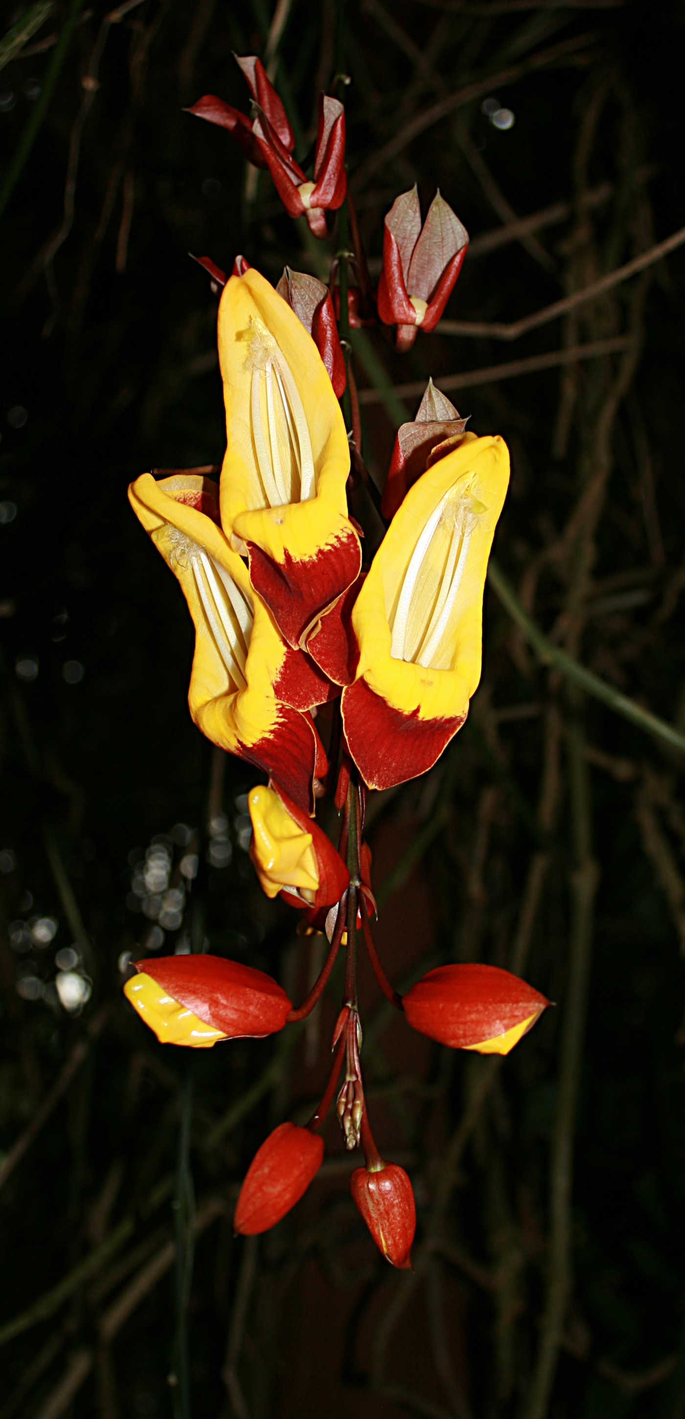 Thunbergia_mysorensis_Cairns.jpg