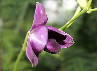 purple+orchid.jpg