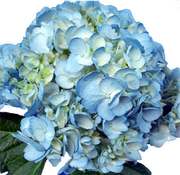blue-hydrangea-painted.jpg