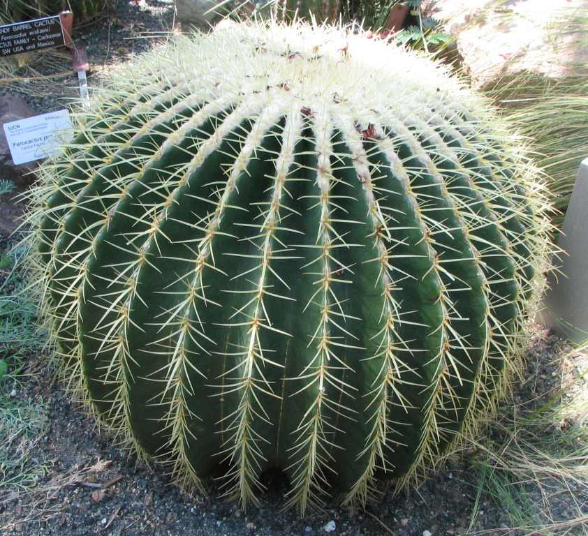 golden_barrel_cactus.jpg