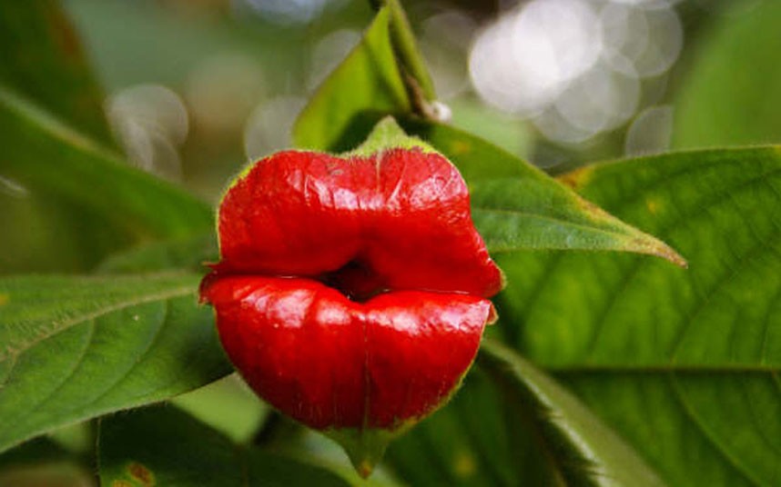 red+lips+plant.jpg