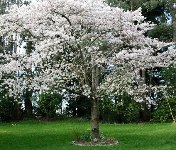 blossom-tree-stone-circle.jpg