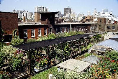 401_richmond_rooftop_garden2.jpg