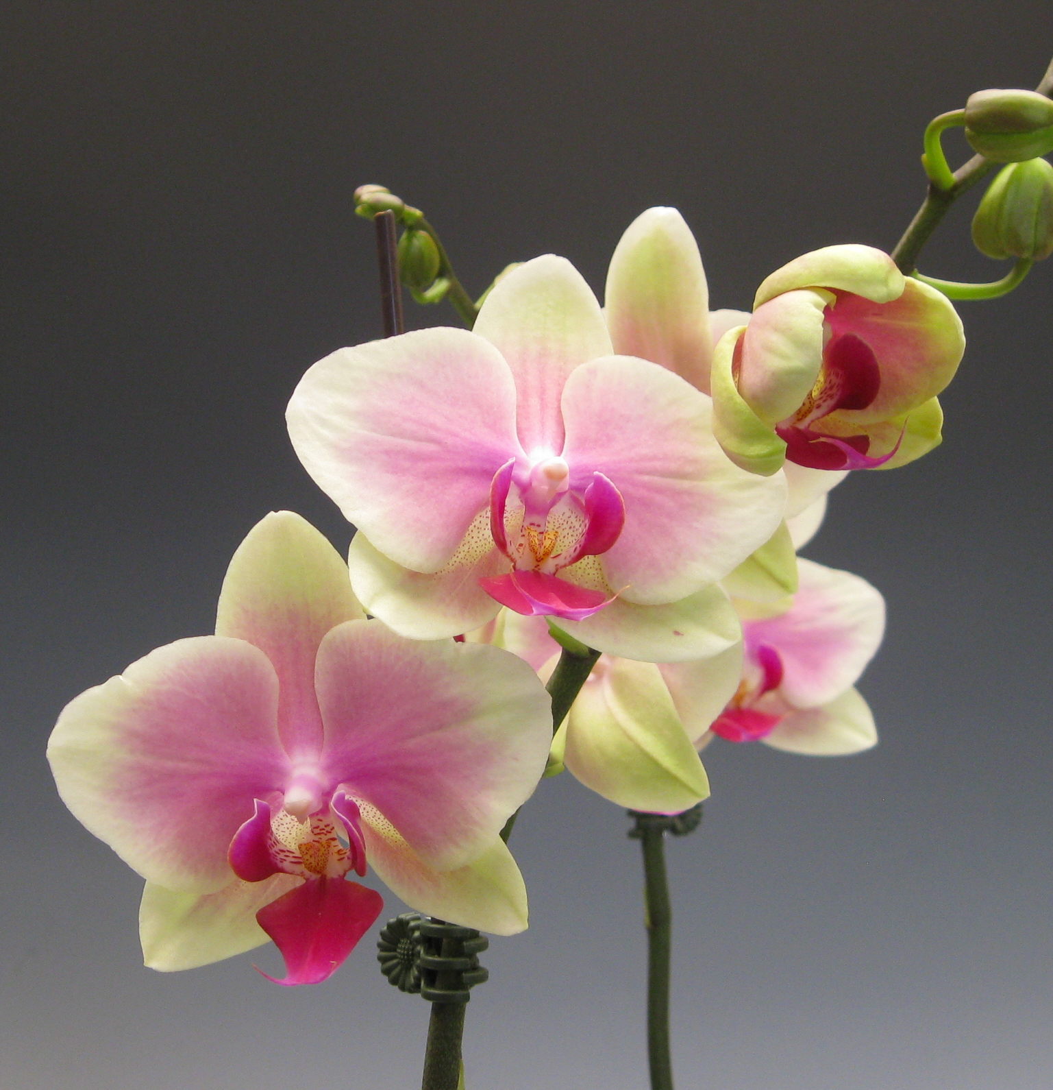 orchids_Dtps.+Jiaho+Kitty+Face+009.JPG