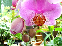 orchidbuds.JPG
