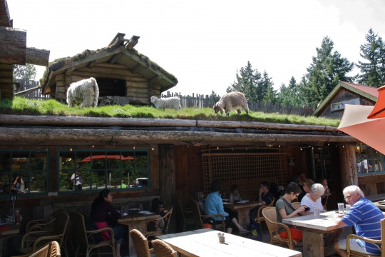 goats+on+a+roof+1.jpg