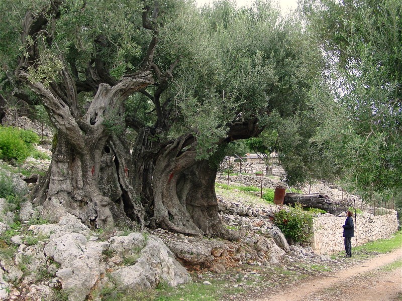 Olive+tree+on+Ithaca,+Greece+that+is+claimed+to+be+over+1500+years+old.jpg