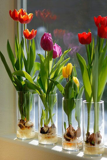 Indoor+Tulips.jpg