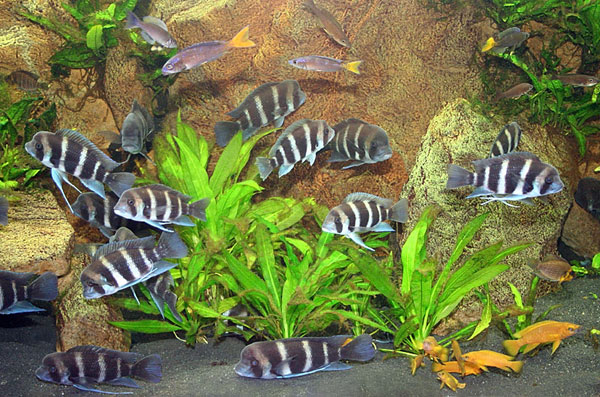 aquarium-plants-echinodorus-amazonicus.jpg