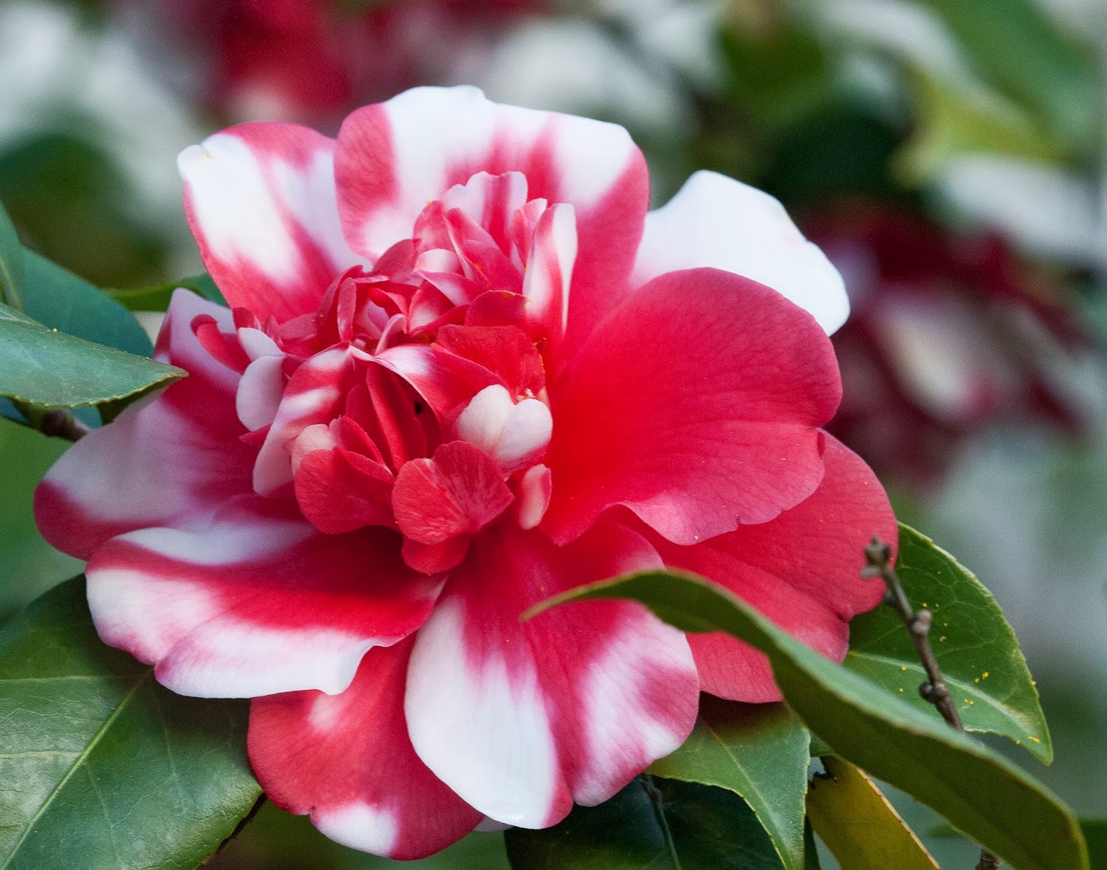 Elegant-Red-White-Camellia-Nature-Photography.jpg