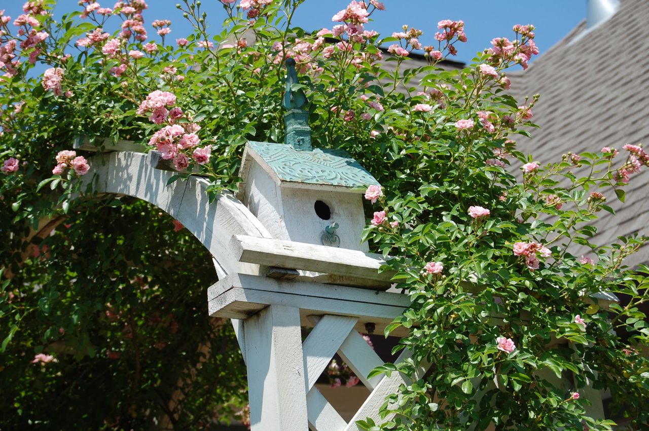 birdhouse+in+roses.jpg