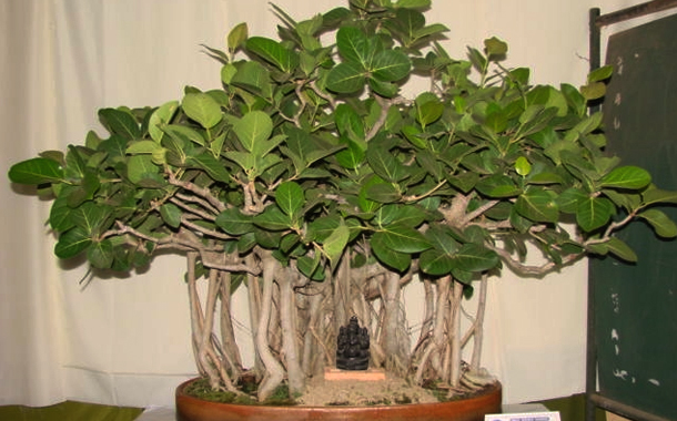 ganesha-banyan-bonsai.jpg