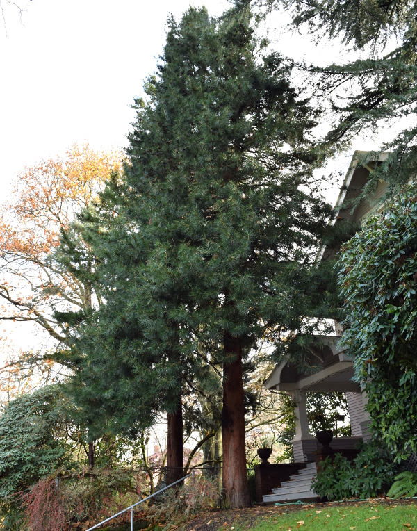 sciadopitys-verticillata-japanese-umbrella-pine-before-120614-090.jpg