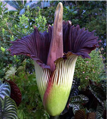 corpse-flower-picture-111.jpg