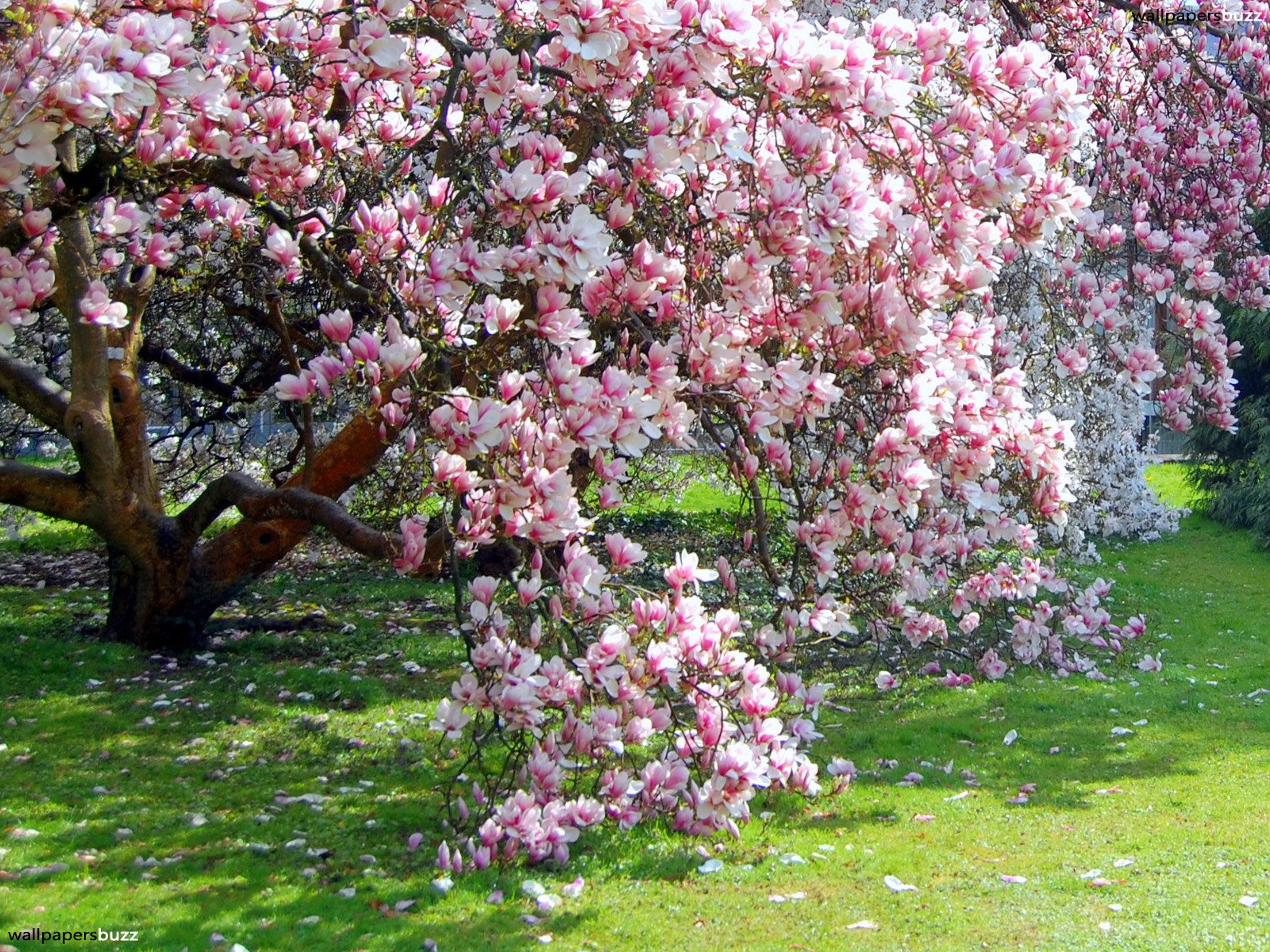 b_flowering-magnolia-tree.jpg