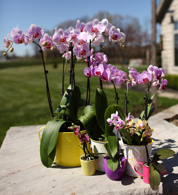 phals-and-mini-orchids-together.jpg