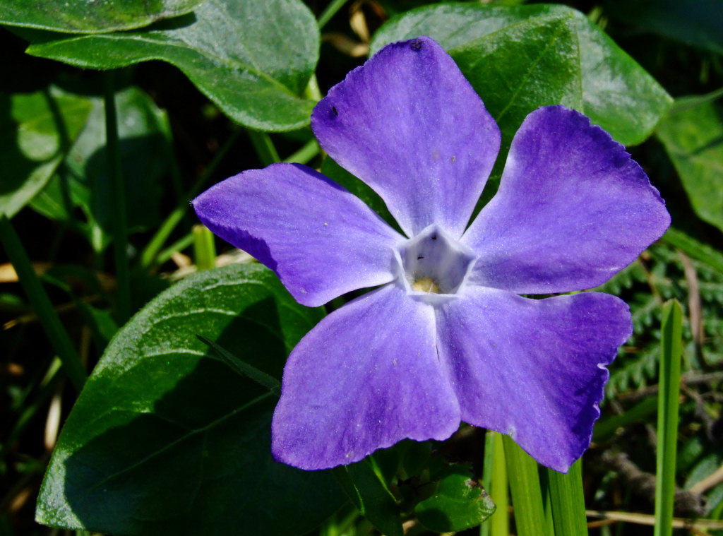 periwinkle-flower.jpg