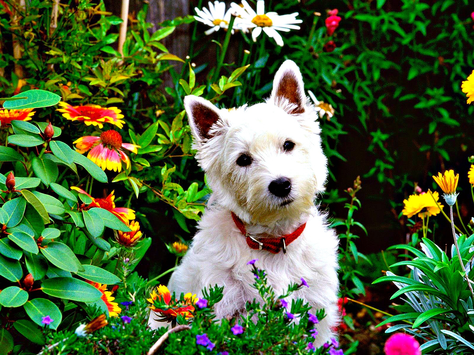 dog-in-garden.jpg