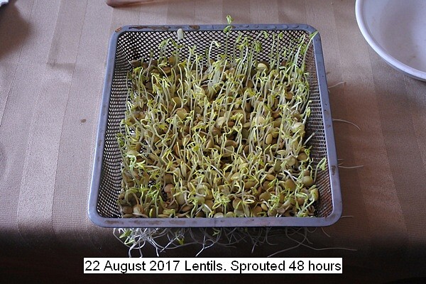 lentils%20009_std.jpg