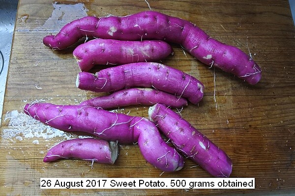 sweet%20potato%20001_std.jpg