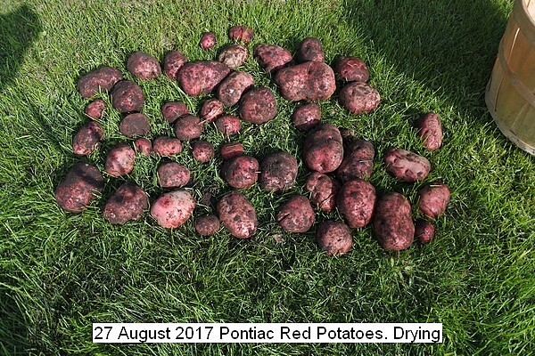 pontiac%20red%20potatoes%20030_std.jpg