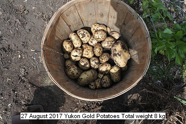 yukon%20gold%20potatoes%20012_std.jpg