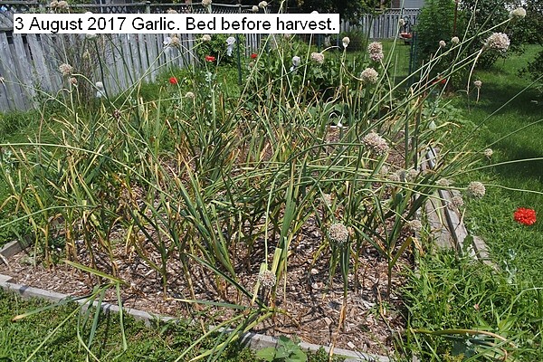 garlic%20004_std.jpg