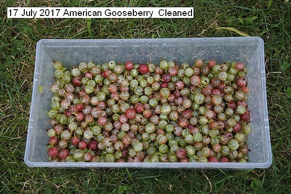 american%20gooseberry%20017_std.jpg