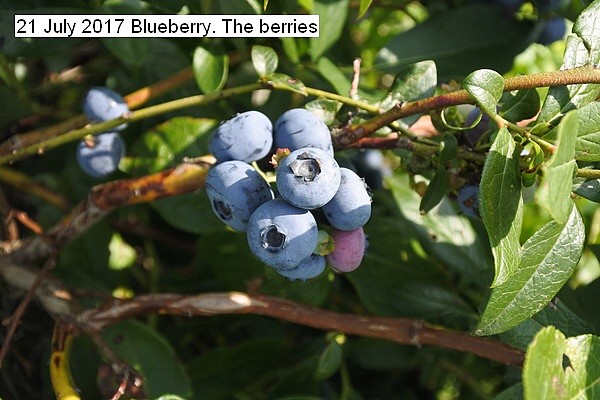 blueberry%20005_std.jpg