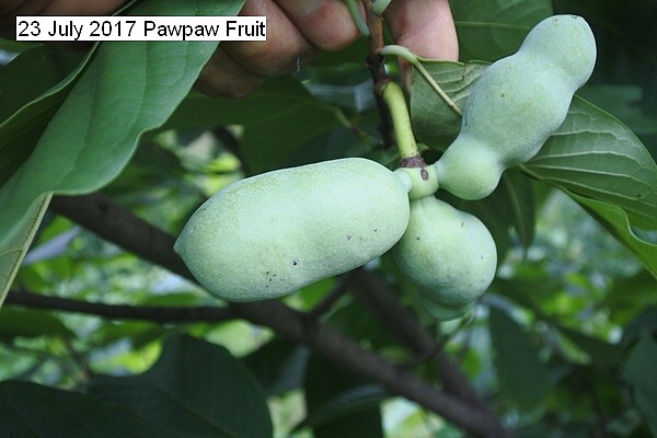 pawpaw%20fruit%20002_std.jpg