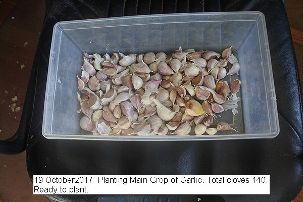 garlic%20018_std.jpg