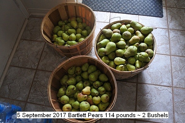 pears%200016_std.jpg