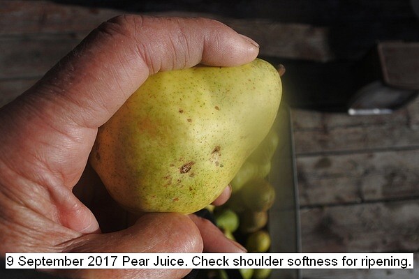 pears%20004_std.jpg