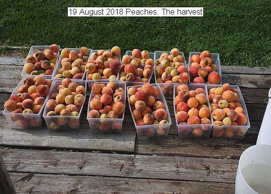 peaches%20030_std.jpg