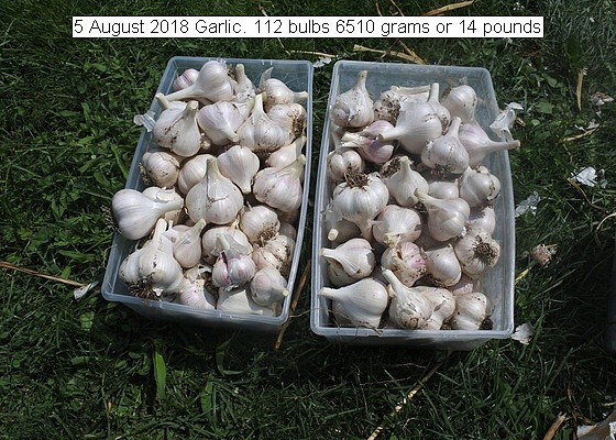 garlic%20019_std.jpg