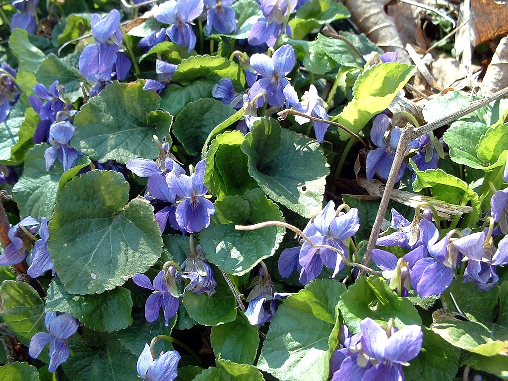 2009-04-15-violets-01.jpg
