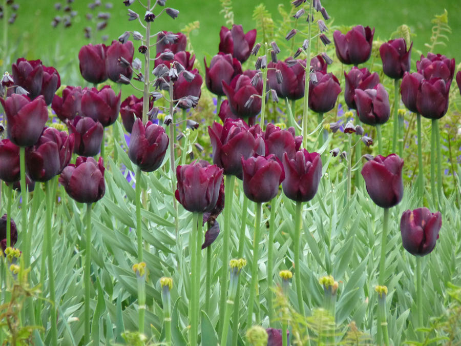 dark_tulips_by_Dieffi.jpg