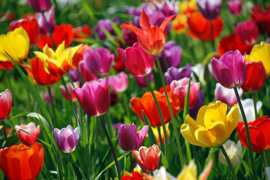 colorful_tulips_2996021_by_stockproject1-d3hyqyl.jpg