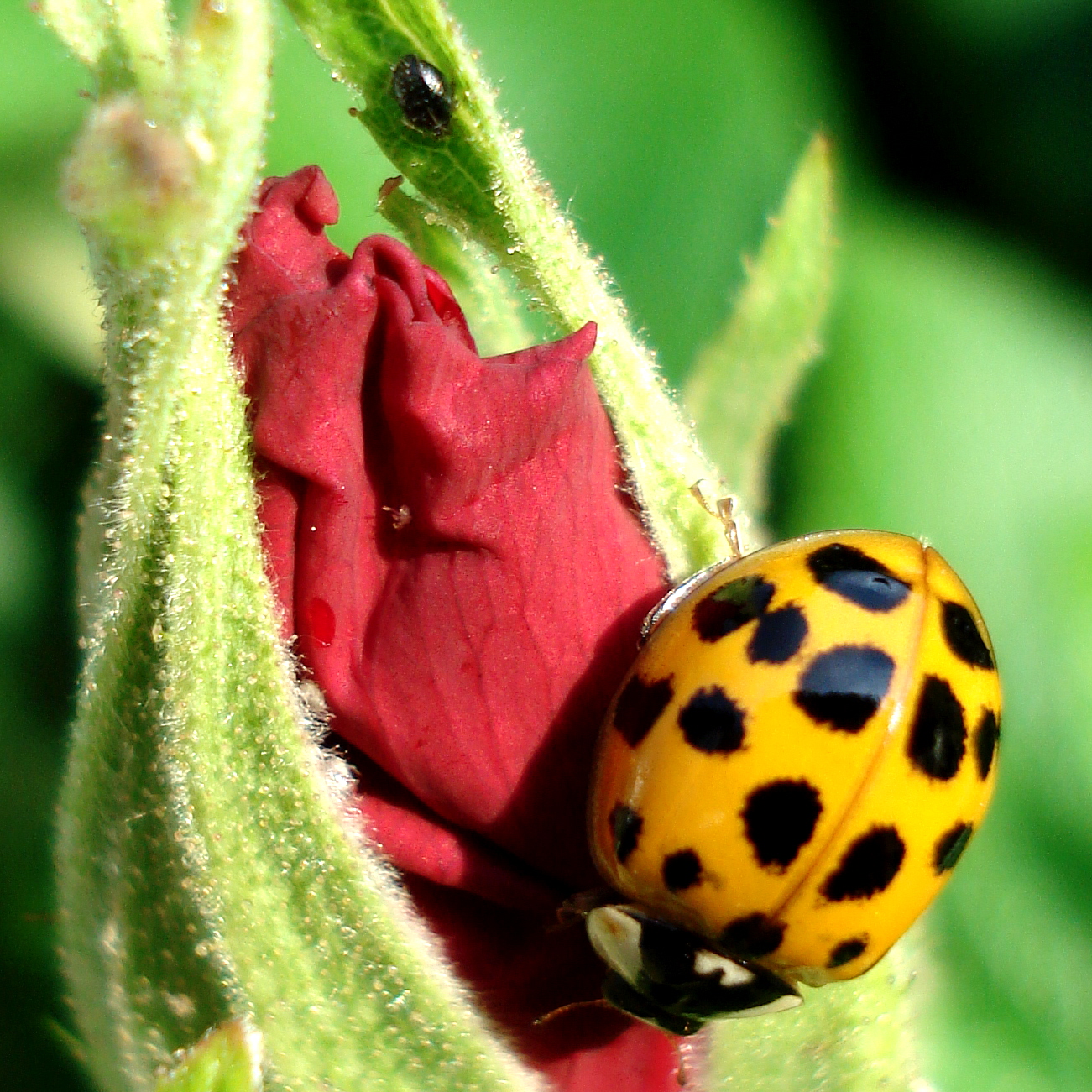 yellow_ladybug_on_a_red_rose_by_Dieffi.jpg