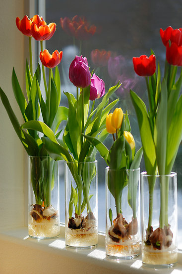 tulip-bulbs.jpg