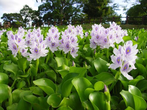 water_hyacinth_farm_pond_plants1.jpg