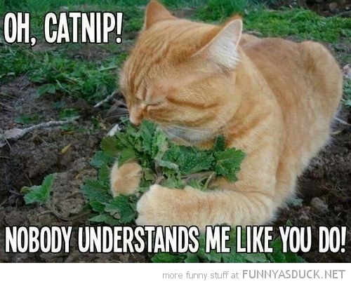 funny-pictures-happt-cat-hugging-catnip.jpg