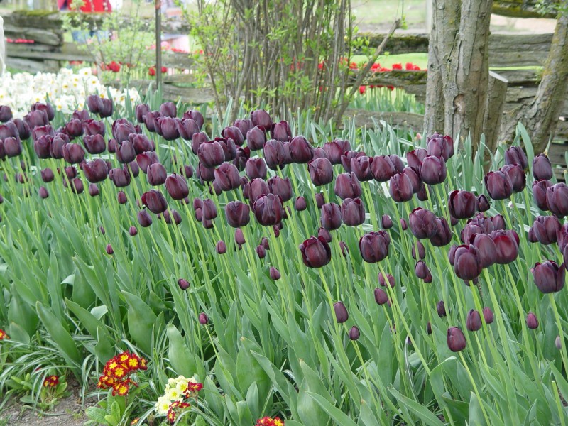 200404-Black-Tulips-800x600.jpg