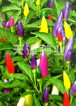 free-shipping-bonsai-Multi-colored-small-seed-vegetable-seeds-color-piquancies-cayenne-pepper-hot-pepper-paprika.jpg_350x350.jpg